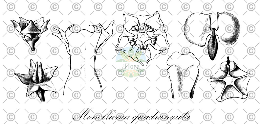 HistAbb_wfo-0000472836_1_ENZY_Simple | Historische Abbildung von Monolluma quadrangula - Apocynaceae | Historical Illustration of Monolluma quadrangula - Apocynaceae