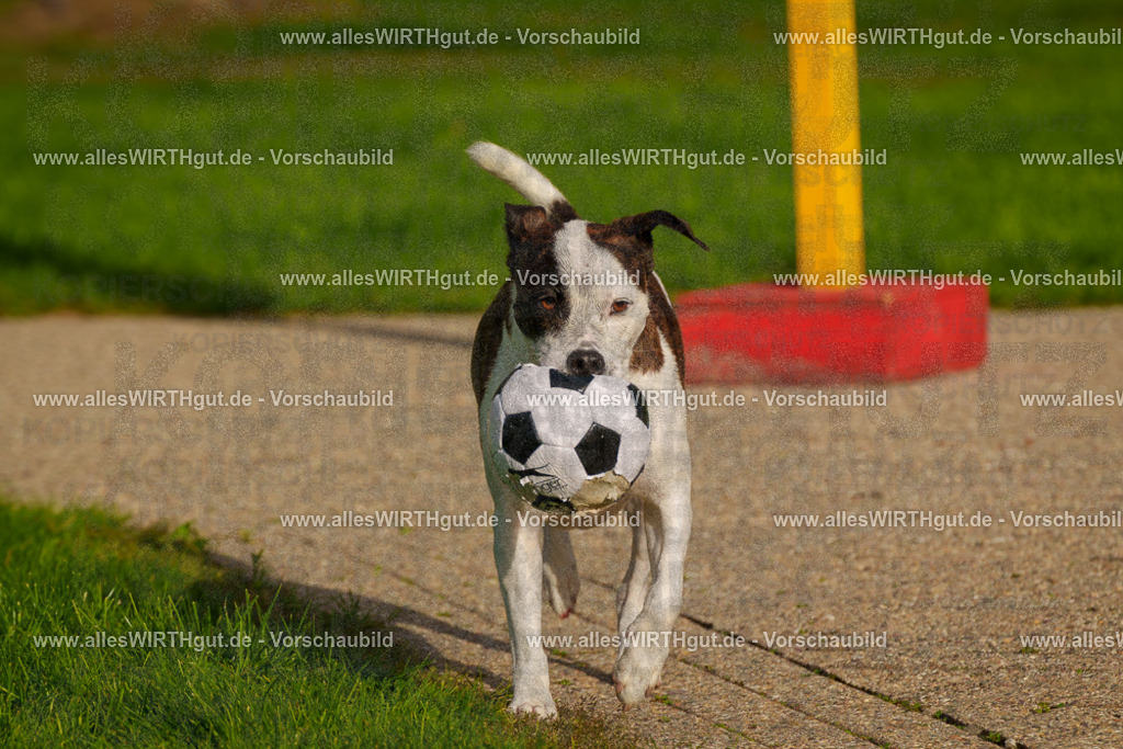 Hundeschwimmen_Grefrath_2026-allesWIRTHgut_Tierfotografie-15_25-FAY01281 | Professionelle Tierfotografie in Mönchengladbach von Daniel Wirth (allesWIRTHgut). Liebevolle & natürliche Bilder von Hunden & Katzen für unvergessliche Erinnerungen.