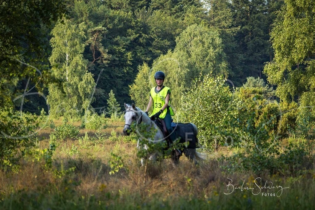 WehlenerHeide_2026-06-27_41 | Stimmungsvolle Fotografie von Pferden, fotografische Begleitung von Veranstaltungen, Golfturnieren und Distanzritten - Realisiert mit Pictrs.com