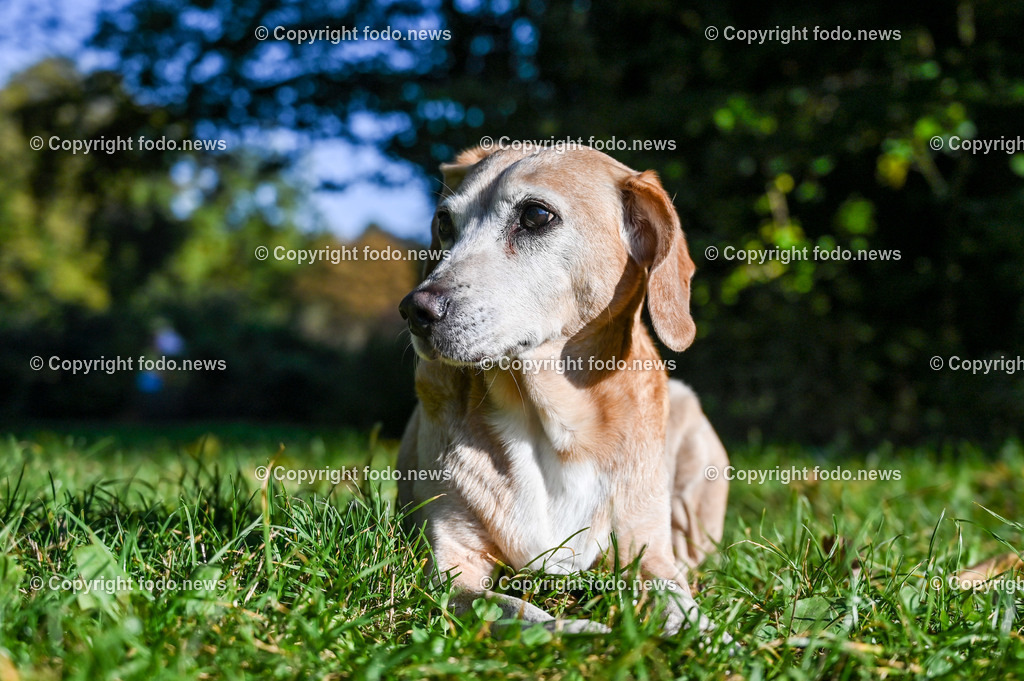 Hund_ Hunde_ 18.10.2021-12 | 18.10.2021, Linz, AUT, Hund, Hunde, im Bild Hund, Hunde, spazieren, Freilaufzone, Spazierweg, Arrigo und Luigi