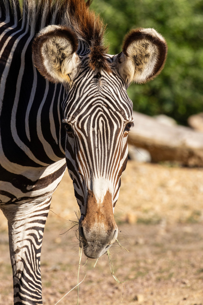 Das Zebra | Ich bin ein Fotograf aus Berlin und fotografiere aus Spaß an der Freude :) Meinen Motiven setze ich keine thematischen Grenzen. Somit bin ich beispielsweise in der Tierfotografie, Landschaftsfotografie, Sportfotografie sowie Streetphotography anzutreffen.