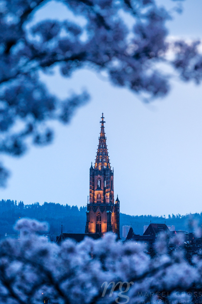 historic clocktower of Berner Münster during scenic cherry blossom in Rosengarten at blue hour | Die ideale Geschenkidee für Naturliebhaber. Naturbilder von Marcel Gross Photography für ihr Zuhause in den verschiedensten Formaten und Materialien. - Realisiert mit Pictrs.com
