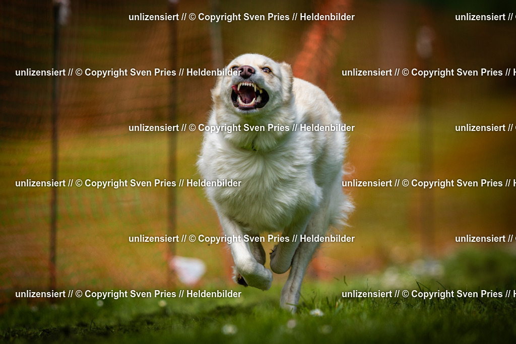 Sven Pries | 2025-04-13 - Hunderennen Baden-Baden - Realisiert mit Pictrs.com