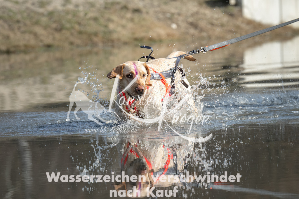 1252_ZZ92391 | kk-dogfotos