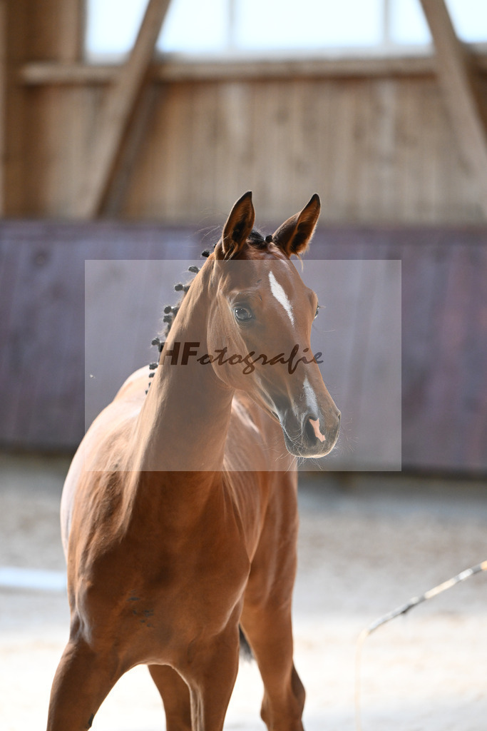 Kat-Nr. 7 SF Cascadello I x Cormint_Stoeger_32240481 | hf-fotografie - Realisiert mit Pictrs.com