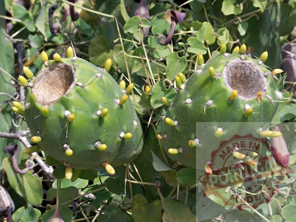 Prickly pear cactus pads growing with holes | Prickly pear cactus fruits showing holes and new growth amongst green foliage - Realized with Pictrs.com