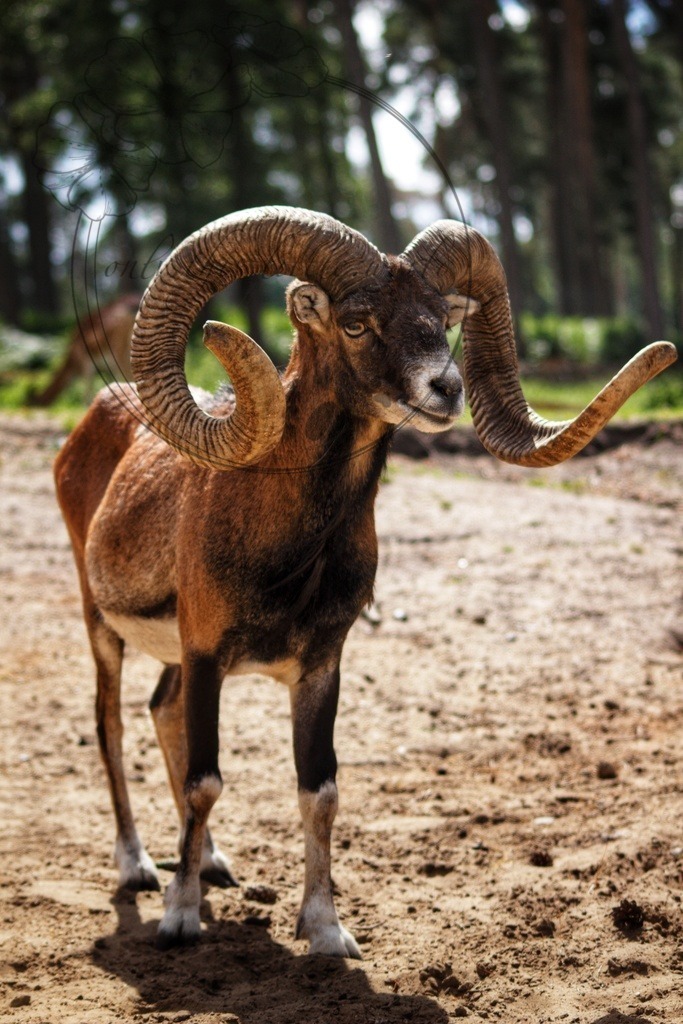 Mufflon Widder  | only.this.little.world - Realisiert mit Pictrs.com