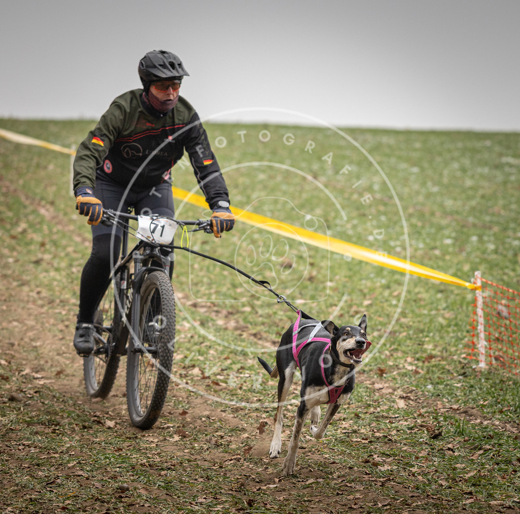 Pfotenfotografie_DV3A3176 | Hundefotografie, Tierfotograf, Pfotenfotografie, Fotoshooting Hund, Hunde Portrait, Hundesport, Hundeportraits, Heideshooting, Hunde, Sportfotograf, Hundefotograf, Turnierhundsport, THS,  - Realisiert mit Pictrs.com