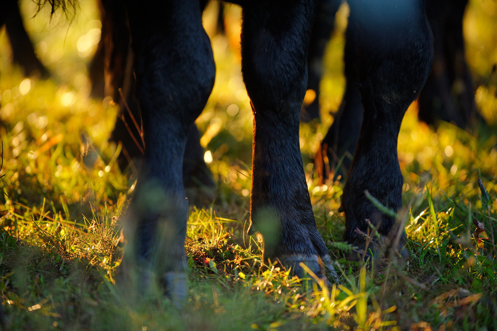 Zickentaler Moorochse  | Rohr, Austria - September 08, 2012: Zickentaler Moorochse, Rinderherde auf der Weide, Nahaufnahme der Beine. - Realisiert mit Pictrs.com