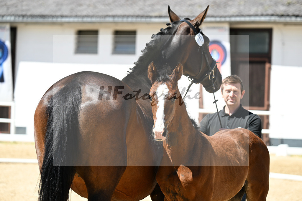 Kat-Nr. 17 Estobar NRW x Belissimo M_HF_Rahmann_20250900 | hf-fotografie - Realizzato con Pictrs.com