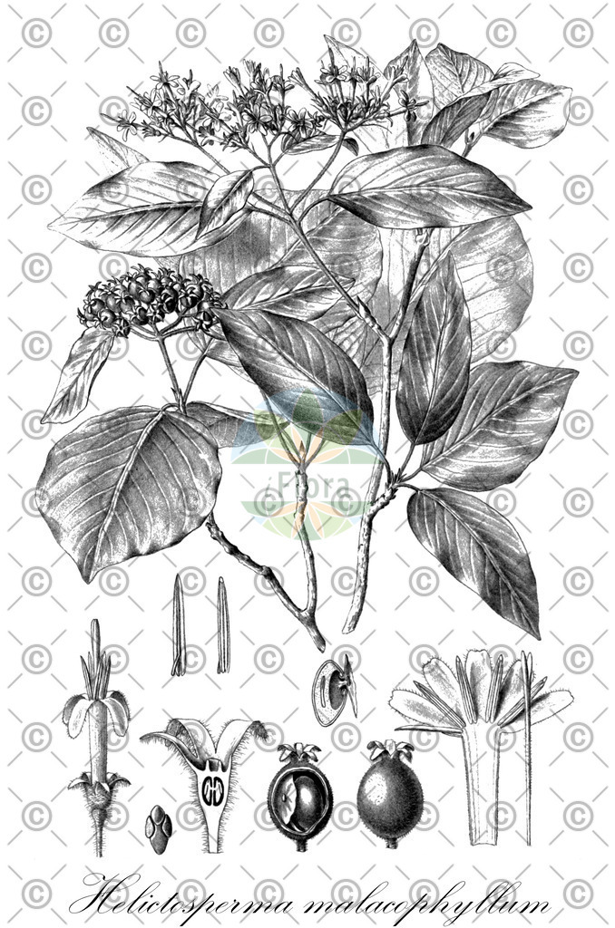 HistAbb_wfo-0000718181_1_ENZY_Simple | Historische Abbildung von Helictosperma malacophyllum - Rubiaceae | Historical Illustration of Helictosperma malacophyllum - Rubiaceae