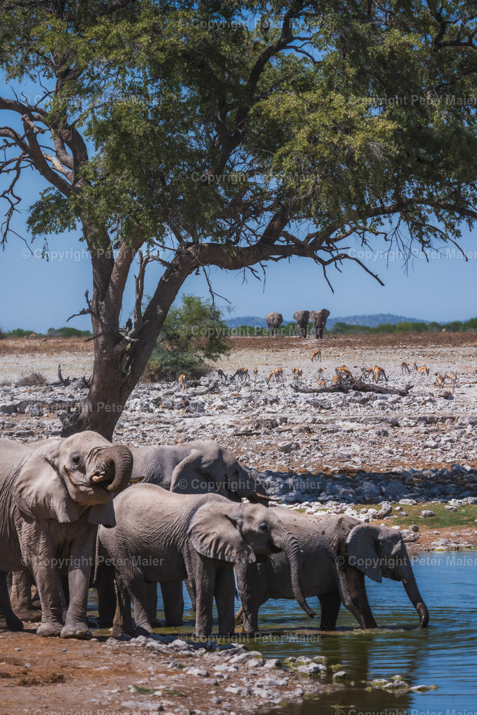 Etosha_Nationalpark_Namibia-1229 | piet_flosse