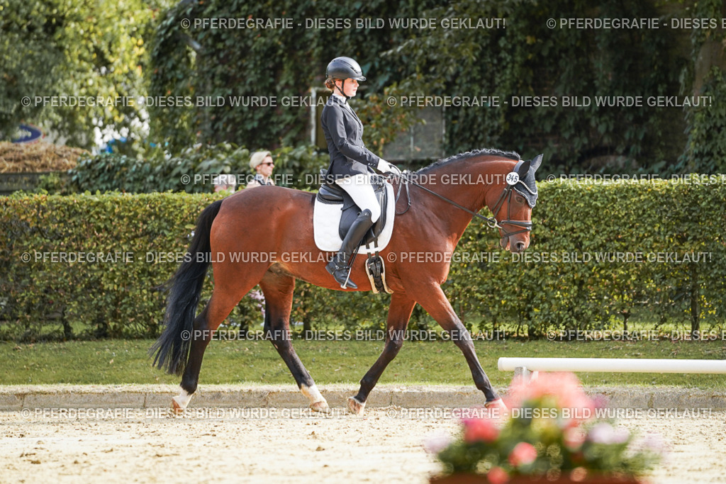 DSC04330 | Pferdegrafie