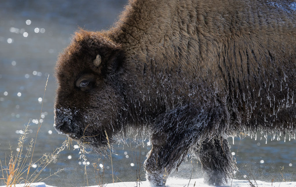 2024-167 | Bison am Madison River. - Realisiert mit Pictrs.com