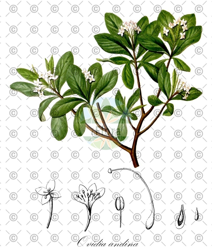 HistAbb_EMP_94314_SRC_Schlechtendal_FLORAD_SIMPLE | Historische Abbildung von Ovidia andina - Thymelaeaceae | Historical Illustration of Ovidia andina - Thymelaeaceae