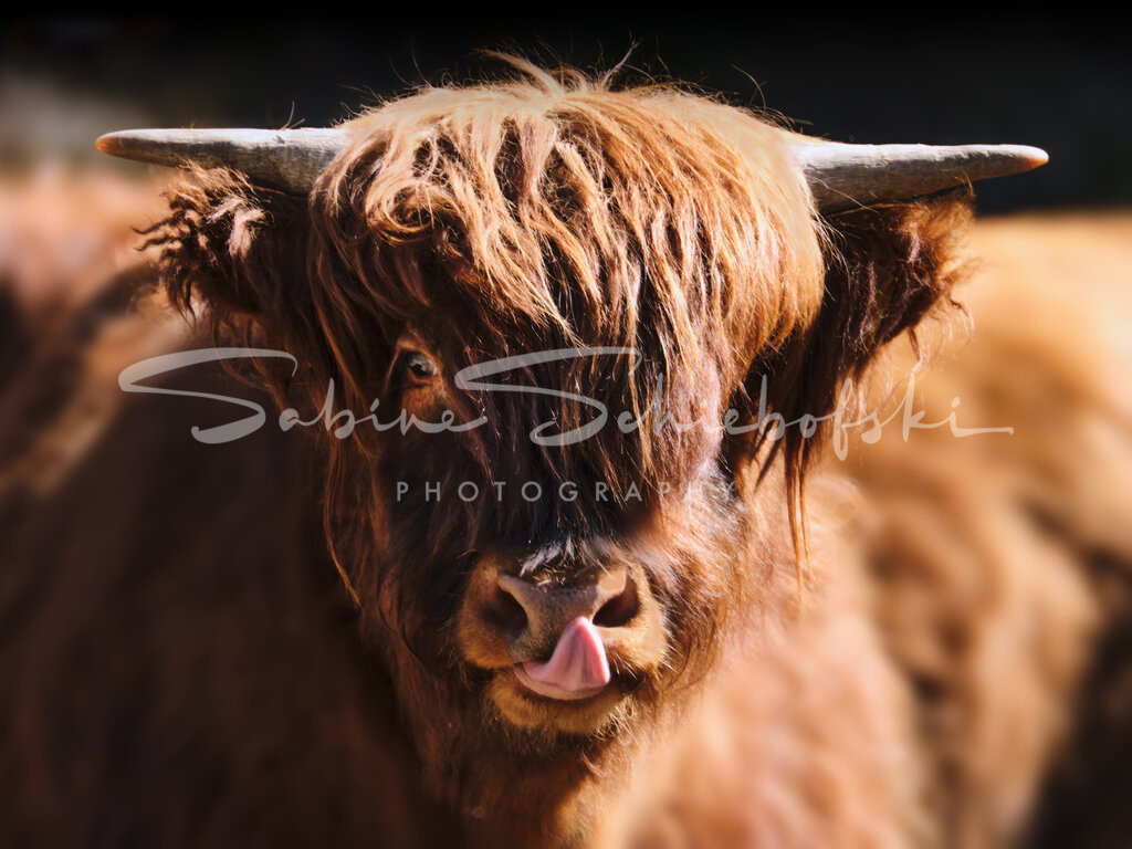 Highlander_21-03-292021_03-NEU_4 | People- und Tierfotografie, Imageaufnahmen, Veranstaltungsfotografie und Wandbilder aus der Natur ★ Made in Germany ✔️ Druck + Downloads ✔️ Naturfotografie in Top Qualität ★ schneller Versand, weltweite Lieferung! - Realisiert mit Pictrs.com