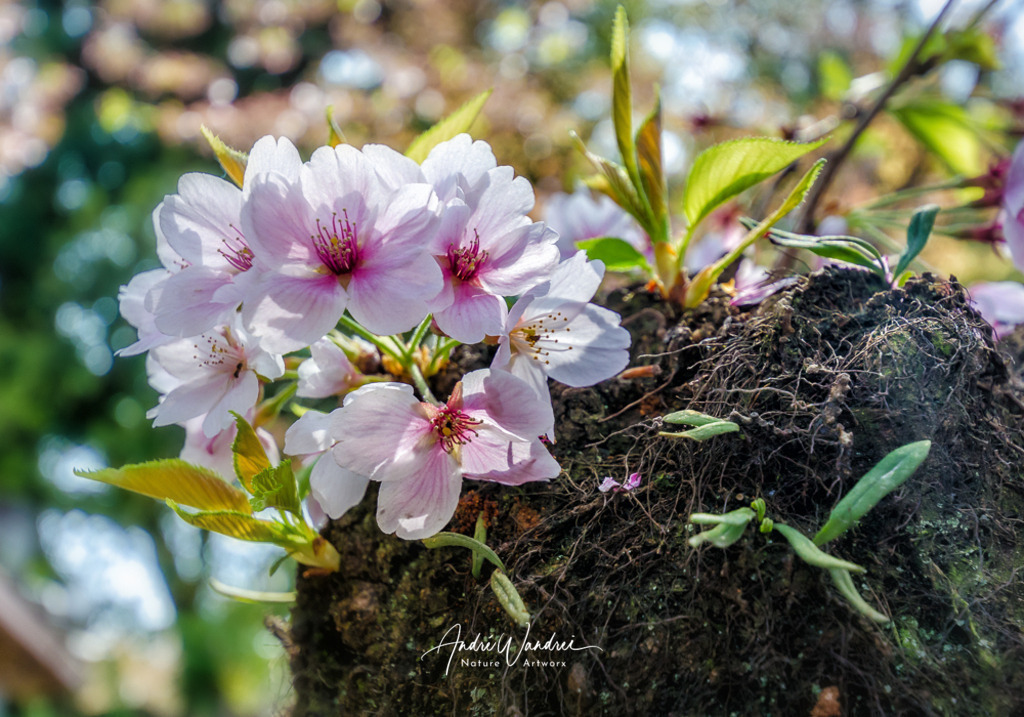 Sakura | Andre Wandrei - Nature Artworx - Realisiert mit Pictrs.com