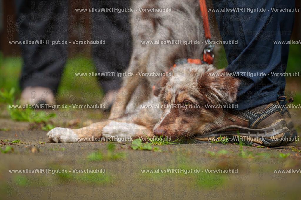 @allesWIRTHgut_Tierfotografie - www.allesWIRTHgut.de - 113924-7R508461 | Professionelle Tierfotografie in Mönchengladbach von Daniel Wirth (allesWIRTHgut). Liebevolle & natürliche Bilder von Hunden & Katzen für unvergessliche Erinnerungen.