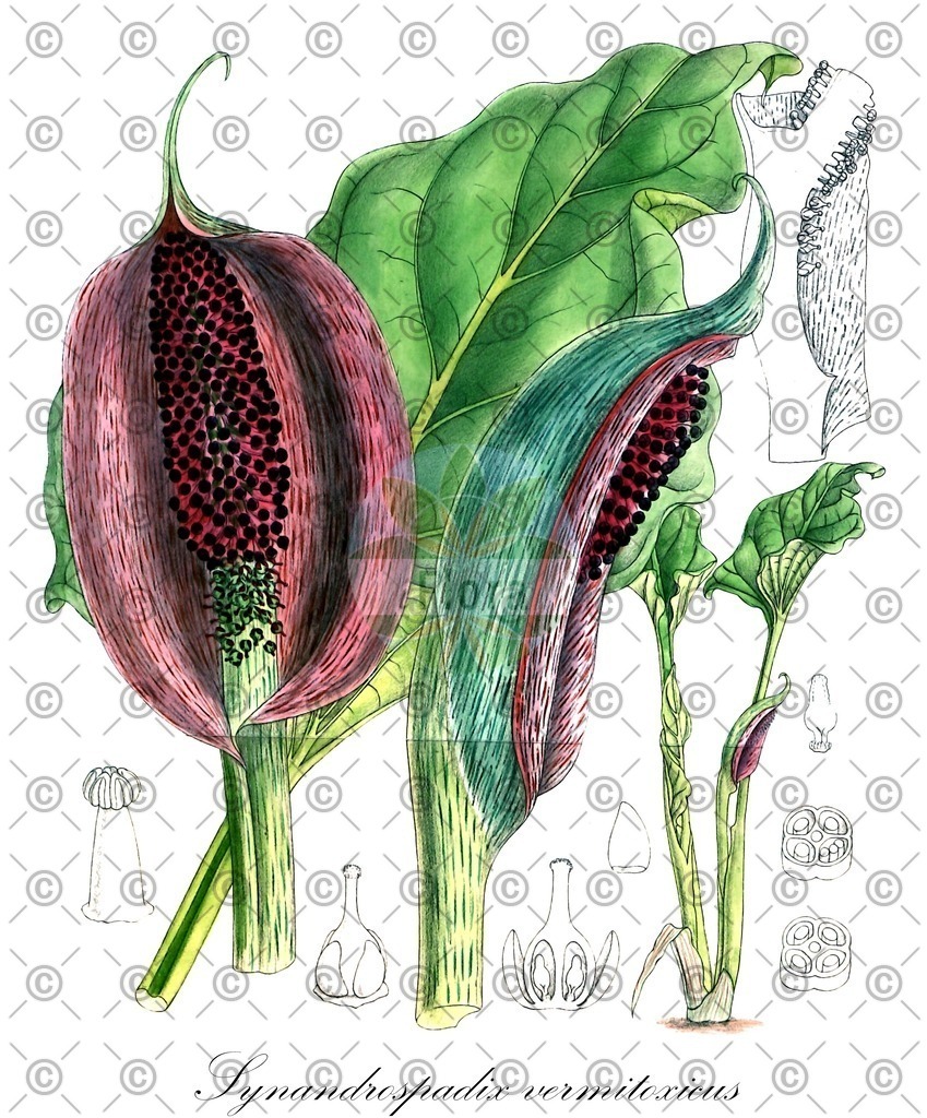 HistAbb_wfo-0000317992_1_ENZY_Simple | Historische Abbildung von Synandrospadix vermitoxicus - Araceae | Historical Illustration of Synandrospadix vermitoxicus - Araceae