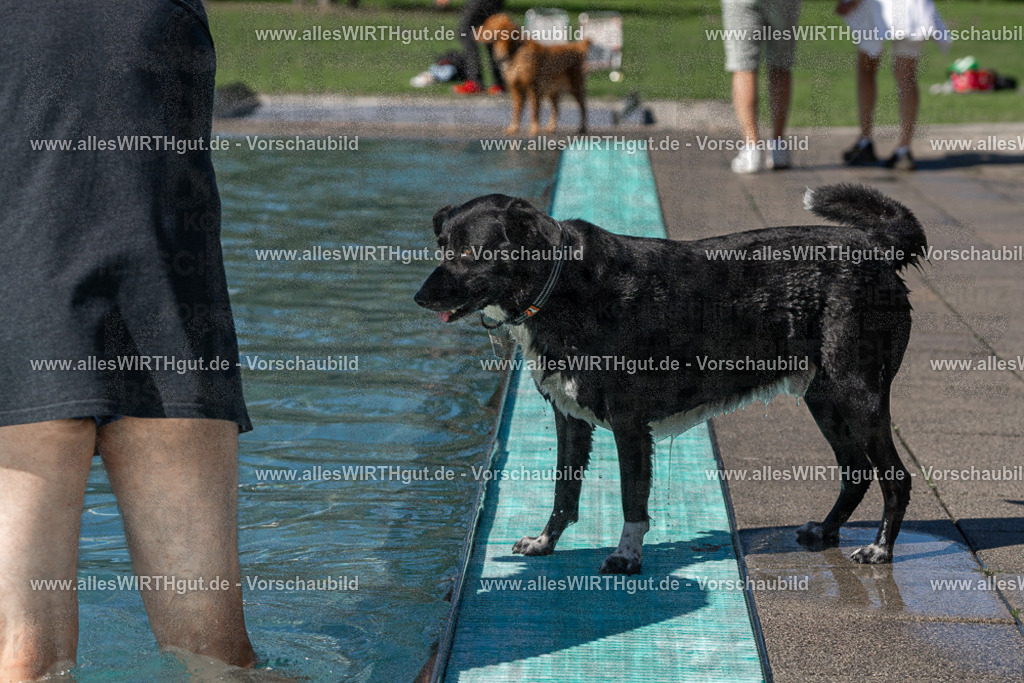 Hundeschwimmen_Volksbad_2026-allesWIRTHgut_Tierfotografie-2609061244-FAY06545 | Professionelle Tierfotografie in Mönchengladbach von Daniel Wirth (allesWIRTHgut). Liebevolle & natürliche Bilder von Hunden & Katzen für unvergessliche Erinnerungen.