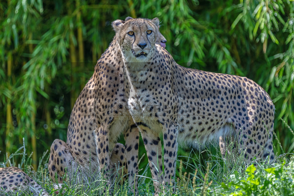 Gepard in Bewegung | Ein Gepard durchstreift das hohe Gras. Kraft, Eleganz und Geschwindigkeit vereinen sich in diesem Moment der Wildtierfotografie. - Realisiert mit Pictrs.com