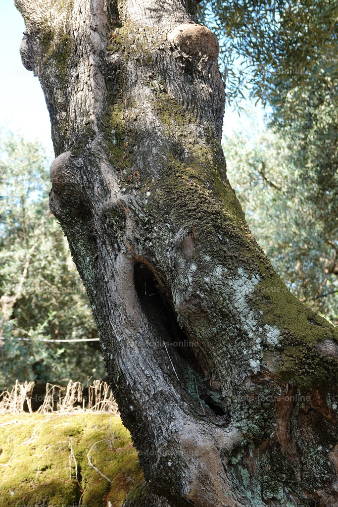 Stories of the Ancient Olive Trees | Ancient Olive Trees