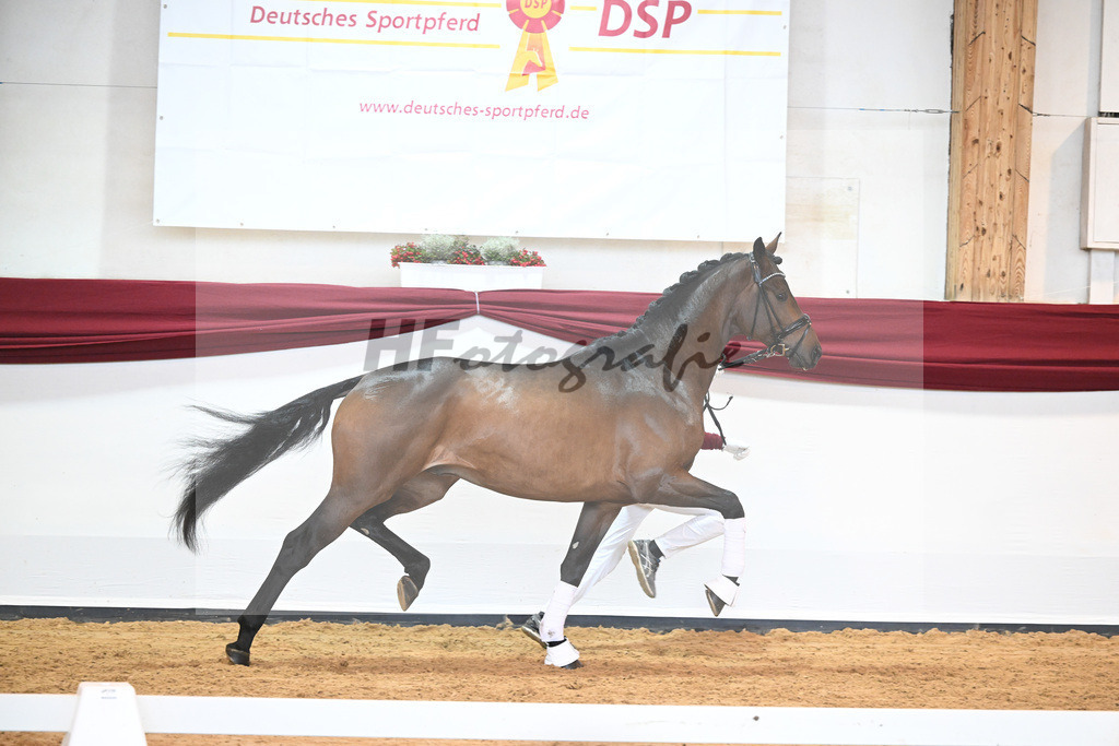 Kat-Nr. 38 v. Jovian_Limbecker_66220490 | hf-fotografie - Realisiert mit Pictrs.com