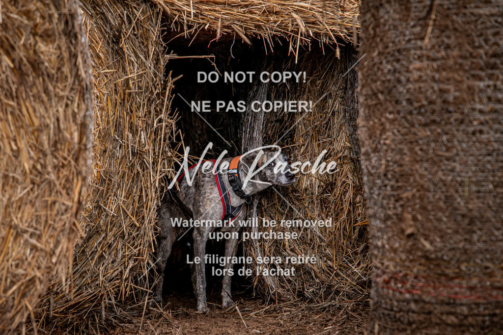 nelerasche_Hunsrück_So09-11_274 | nelerasche
