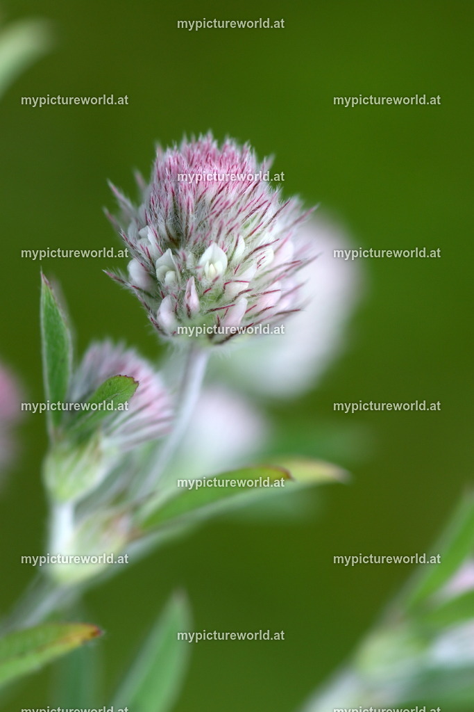 Hasen-Klee-001 | Das Bilderarchiv über Tiere, Planzen und Landschaften. In der Bilddatenbank finden Sie ein große Auswahl an hochwertigen Bilder für Ihre Werbung - Realisiert mit Pictrs.com