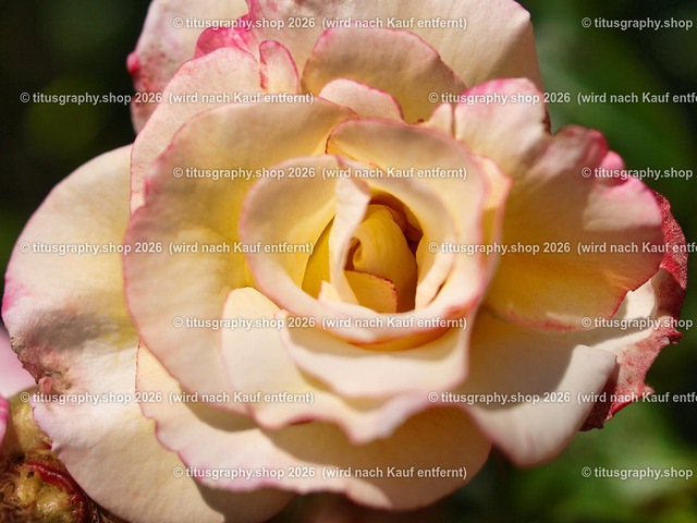 titusgraphy_P6130628-vz-ln | OLYMPUS DIGITAL CAMERA - Realisiert mit Pictrs.com