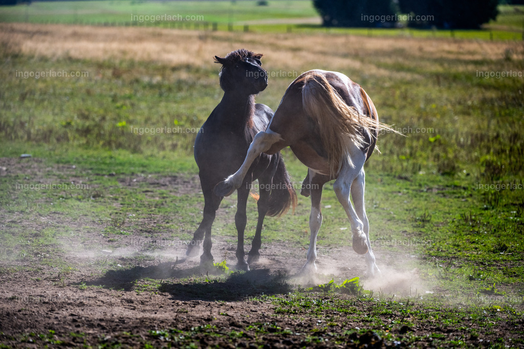 kämpfende Islandhengste | Ingo Gerlach