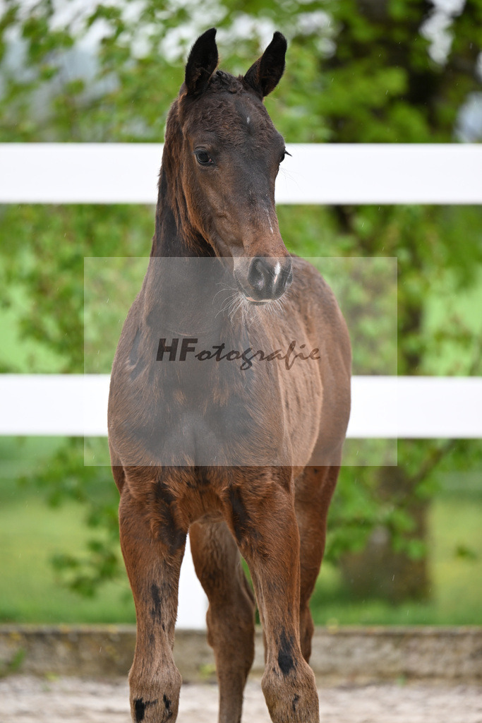 Kat-Nr. 42 HF Extreme U.S. x Jazzman_KFL Sporthorses_23261444 | hf-fotografie - Realisiert mit Pictrs.com