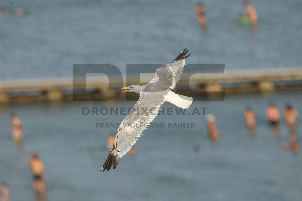 Yellow-legged Gull (Larus michahellis) | Yellow-legged Gull (Larus michahellis), a large gull species commonly found along Mediterranean coasts, rocky shorelines, harbours and coastal areas. - Realisiert mit Pictrs.com