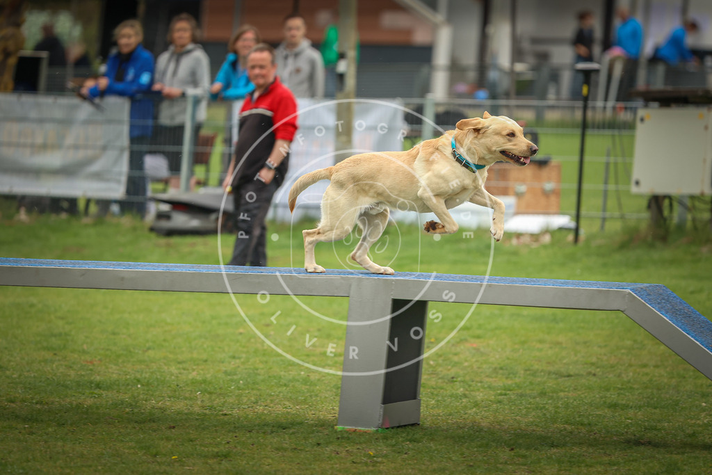 Pfotenfotografie_0L8A1556 | Hundefotografie, Tierfotograf, Pfotenfotografie, Fotoshooting Hund, Hunde Portrait, Hundesport, Hundeportraits, Heideshooting, Hunde, Sportfotograf, Hundefotograf, Turnierhundsport, THS,  - Realisiert mit Pictrs.com