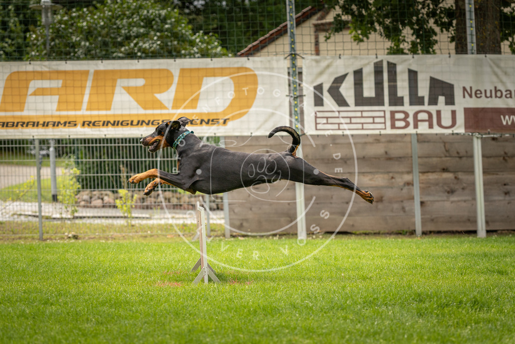 Pfotenfotografie_DV3A1469 | Hundefotografie, Tierfotograf, Pfotenfotografie, Fotoshooting Hund, Hunde Portrait, Hundesport, Hundeportraits, Heideshooting, Hunde, Sportfotograf, Hundefotograf, Turnierhundsport, THS,  - Realisiert mit Pictrs.com