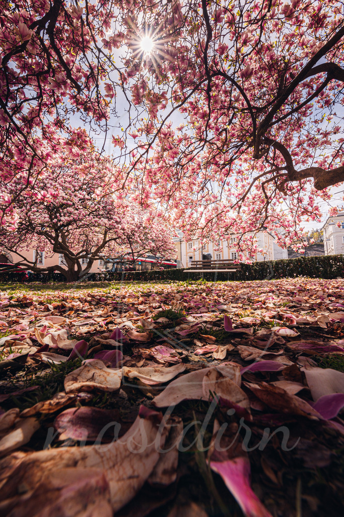 Eine rosa Oase mitten in Salzburg | Bei Veröffentlichung des Bildes ist eine Namensnennung wie folgt erforderlich: 
Foto: Mostdirn Irmgard Wieser
 - Realisiert mit Pictrs.com