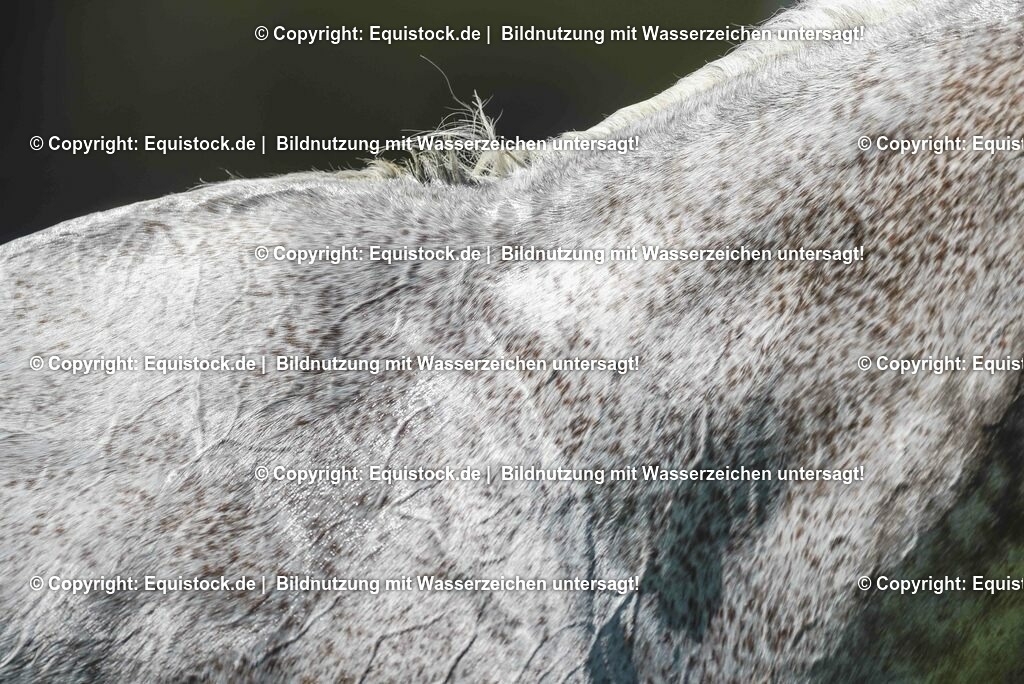 20230527_27_CCI4_Gelände_0249 | equistock
