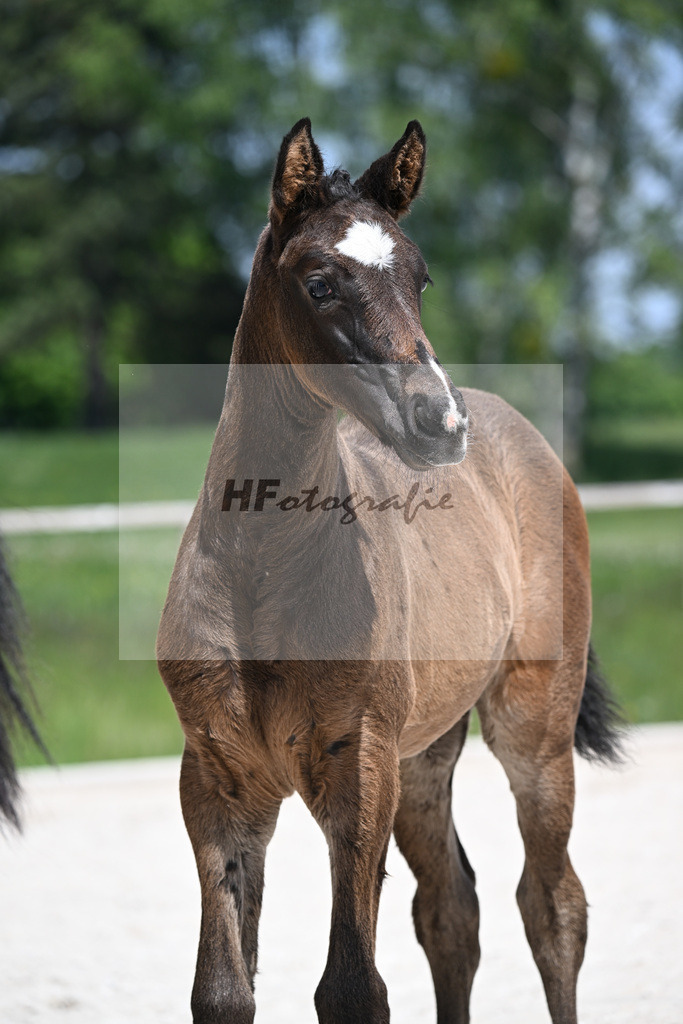 Sanvaro x Cormint_SF_Stumbeck_10250719 | hf-fotografie - Realisiert mit Pictrs.com