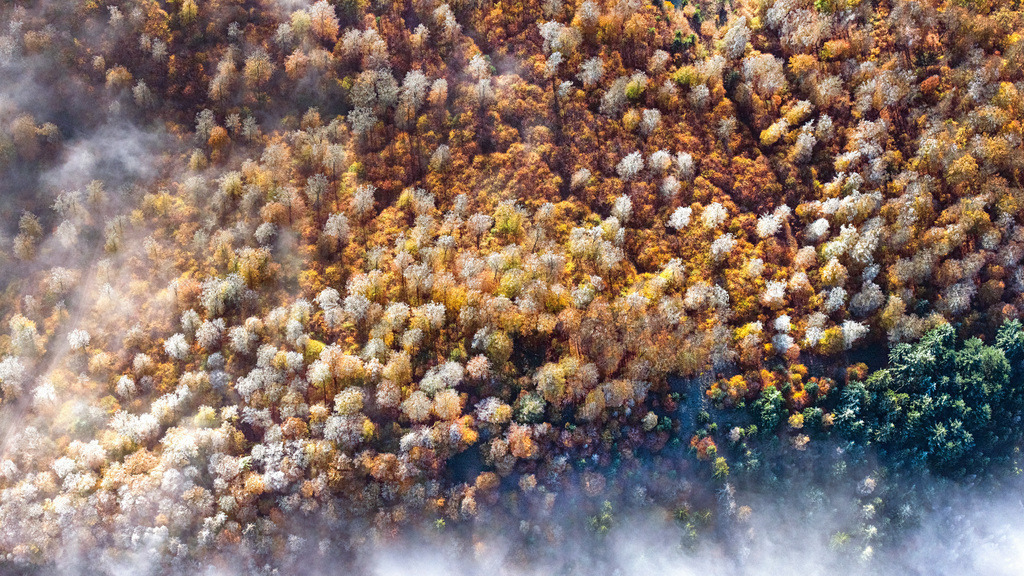 dr__0040405.jpg | BAD WILDUNGEN 31.10.2019 Wetterlage mit schichtartiger Nebel- Bedeckung über einem Waldgebiet an einem Herbstmorgen mit Raureif bedeckten Baumspitzen in Bad Wildungen im Bundesland Hessen, Deutschland. // Weather with layered fog cover ueber einem Waldgebiet on einem Herbstmorgen with Raureif bedeckten Baumspitzen in Bad Wildungen in the state Hesse, Germany. Foto: Daniel Reiter