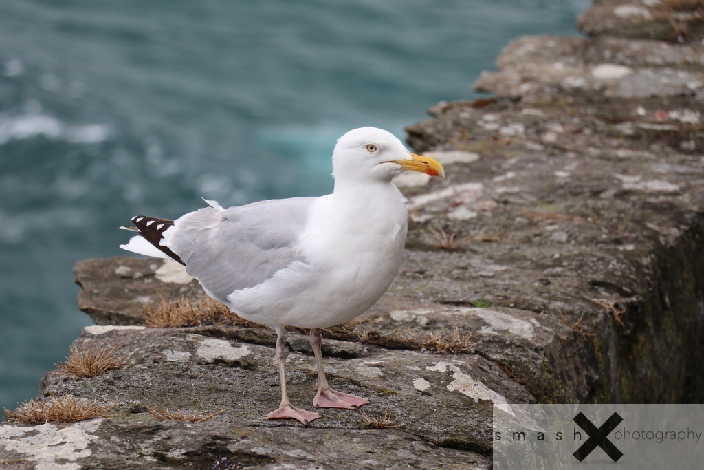 Elke, the Seagull 01 | Slea Head Drive (Ireland/Irland)