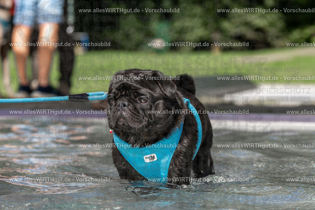 Hundeschwimmen_Volksbad_2026-allesWIRTHgut_Tierfotografie-2609061415-FAY06931 | Professionelle Tierfotografie in Mönchengladbach von Daniel Wirth (allesWIRTHgut). Liebevolle & natürliche Bilder von Hunden & Katzen für unvergessliche Erinnerungen.