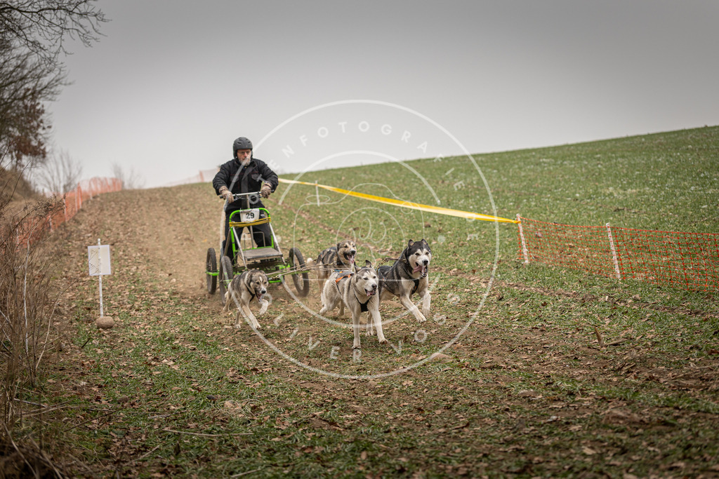 Pfotenfotografie_DV3A4462 | Hundefotografie, Tierfotograf, Pfotenfotografie, Fotoshooting Hund, Hunde Portrait, Hundesport, Hundeportraits, Heideshooting, Hunde, Sportfotograf, Hundefotograf, Turnierhundsport, THS,  - Realisiert mit Pictrs.com