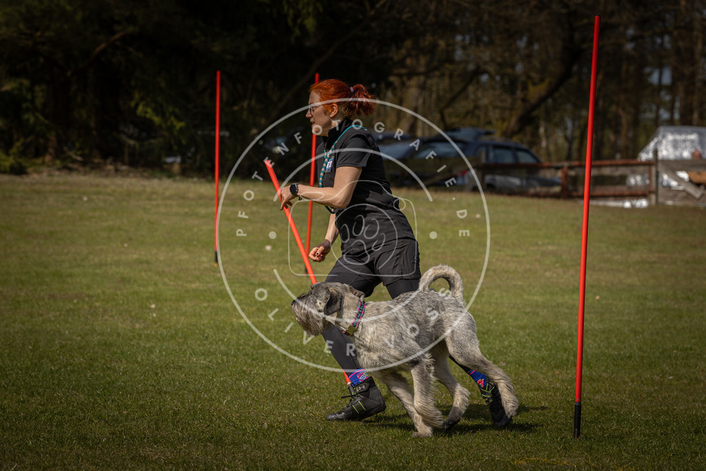 Pfotenfotografie_DV3A4545 | Hundefotografie, Tierfotograf, Pfotenfotografie, Fotoshooting Hund, Hunde Portrait, Hundesport, Hundeportraits, Heideshooting, Hunde, Sportfotograf, Hundefotograf, Turnierhundsport, THS,  - Realisiert mit Pictrs.com