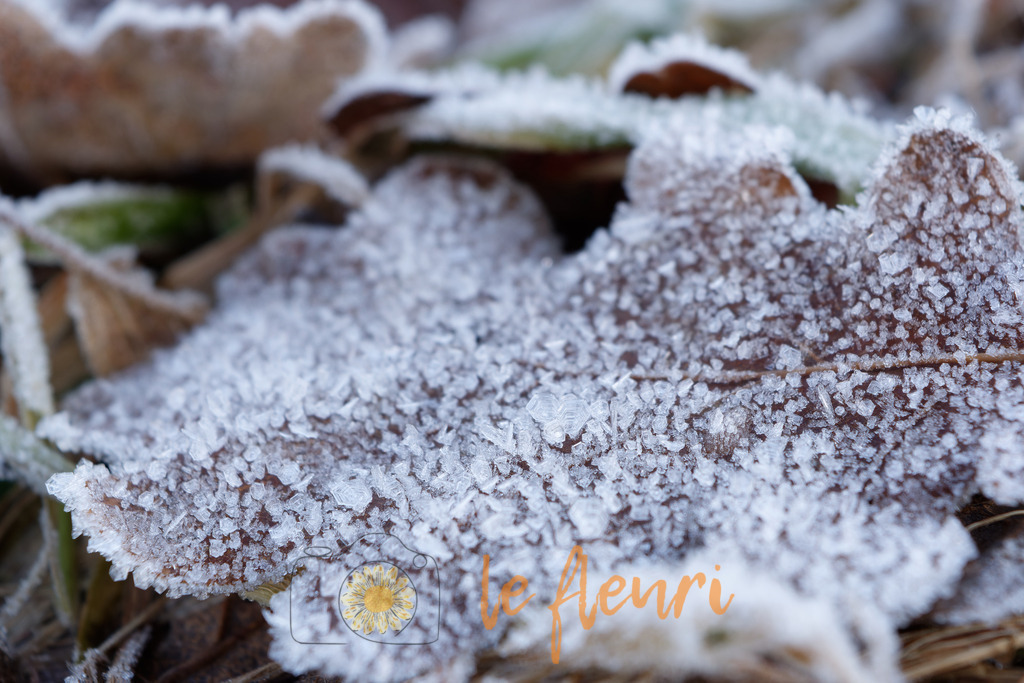 DSC_0265-NEF_DxO_DeepPRIME | Dies ist der Shop von Florian Blum - le fleuri. Langenthal, Bern, SchweizSie können hier meine oder ihre eigenen Fotos als Fotoprodukte kaufen. Tassen, Schlüsselanhänger, Taschen etc. können Sie hier gestalten.  - Realisiert mit Pictrs.com