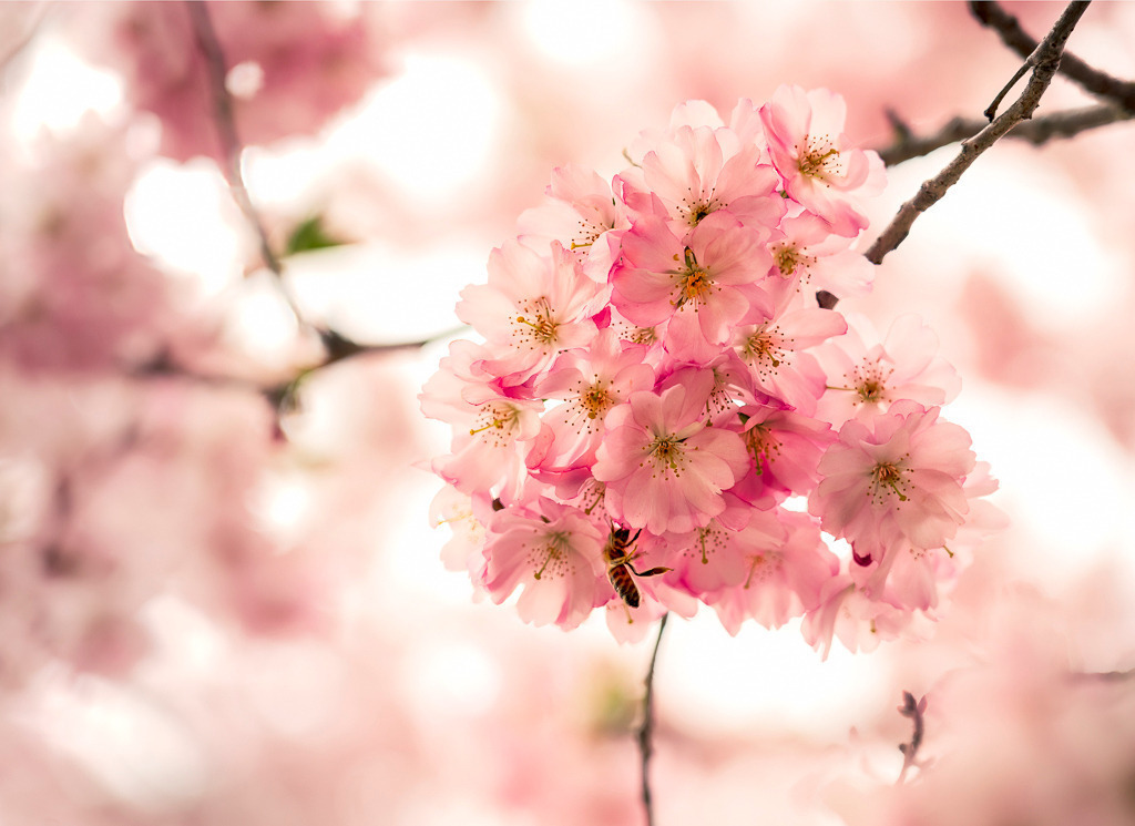 Frühlingsboten – Kirschblüten & Biene | Eine Biene auf zarten Kirschblüten – ein klassischer Frühlingsmoment. Die Nahaufnahme vereint Natürlichkeit und Lebendigkeit und bringt florale Frische an die Wand. - Realisiert mit Pictrs.com