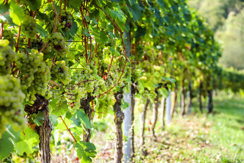 oberwesel-1274 | Der Oelsberg ist die Premium-Weinlage in Oberwesel am Rhein. Die Weinberge liefern eine schöne Kulisse für Foto-Touren. - Realisiert mit Pictrs.com