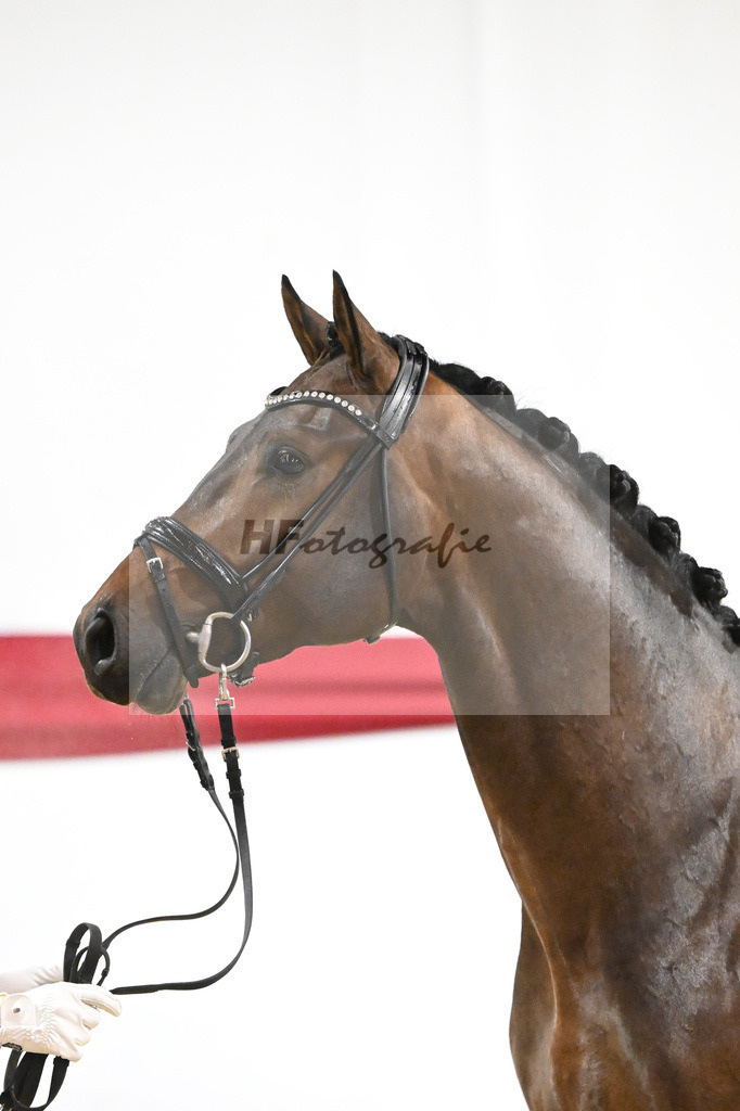 Kat-Nr. 4 v. Glamourdale_Limbecker_63220069 | hf-fotografie - Realizzato con Pictrs.com
