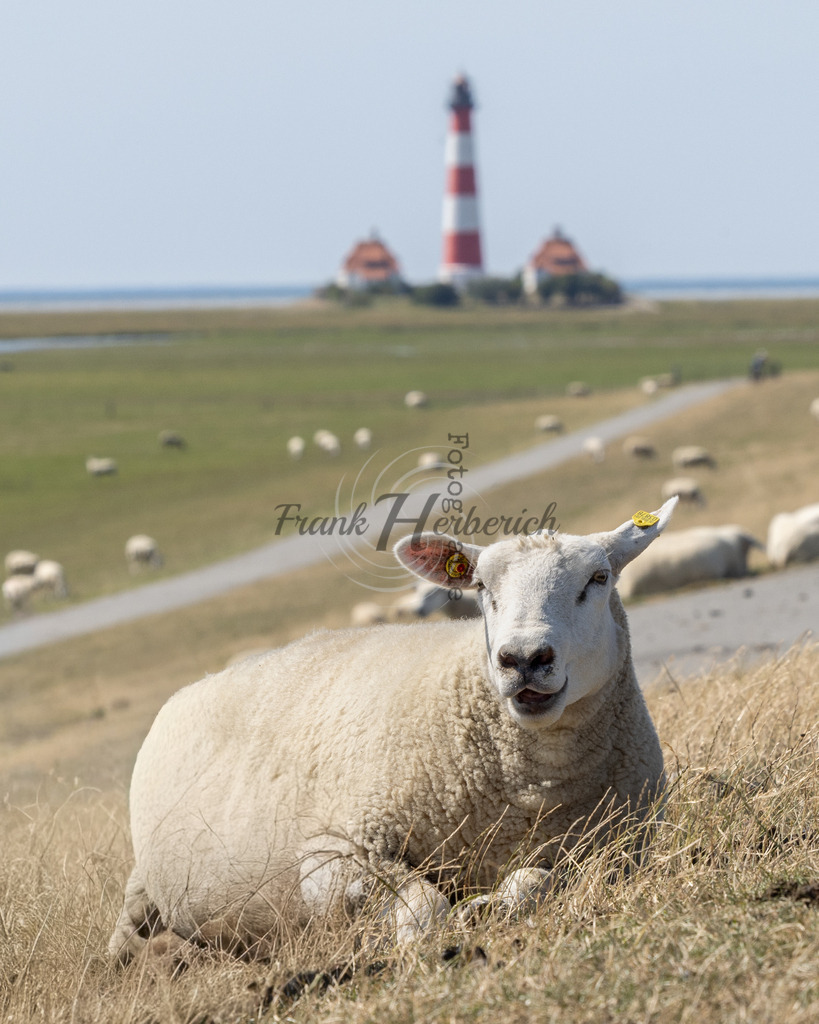 St. Peter Ording | Frank Herberich Fotografie, Frank Herberich, Fotografie, Hochzeit, Portrait, St. Peter Ording, Ording, Westerhever, Nordsee, Frank Fotografie, Hardheim,  Odenwald,Walldürn, Band,Eventfotografie - Realisiert mit Pictrs.com
