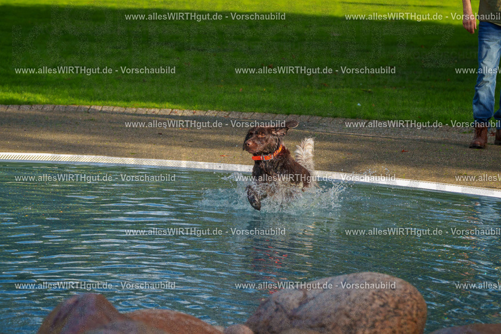 Hundeschwimmen_Grefrath_2026-allesWIRTHgut_Tierfotografie-15_41-FAY01314 | Professionelle Tierfotografie in Mönchengladbach von Daniel Wirth (allesWIRTHgut). Liebevolle & natürliche Bilder von Hunden & Katzen für unvergessliche Erinnerungen.
