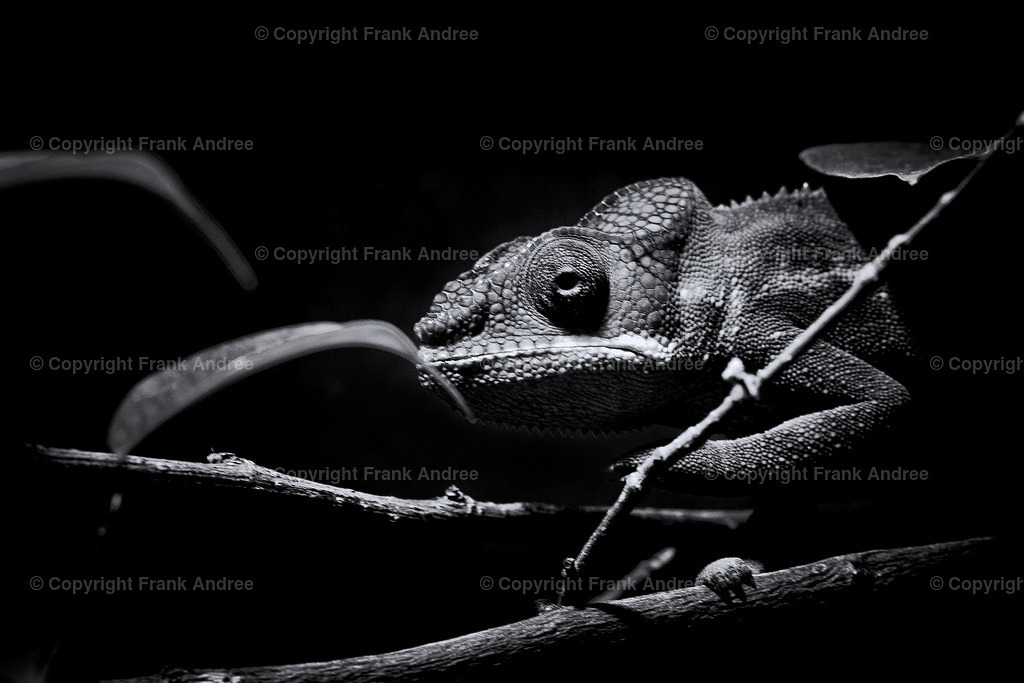 Panther Chamäleon | Portrait eines Pantherchamäleons in schwarz und weiß. - Realisiert mit Pictrs.com